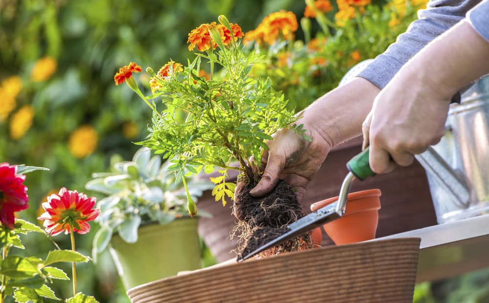 Hoe maak je jouw tuin gereed voor de zomer?