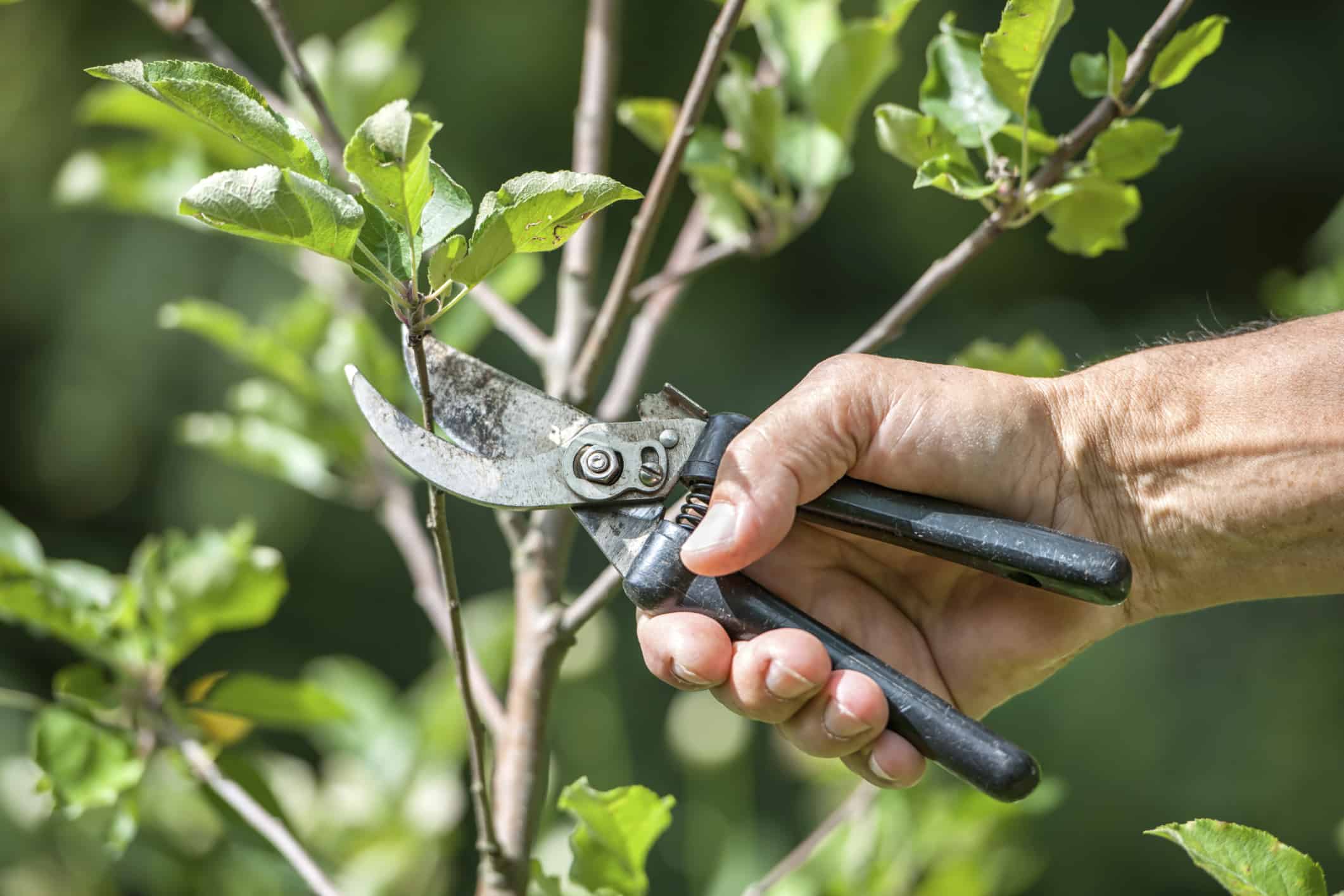 6 handige tips om je tuin winterklaar te maken