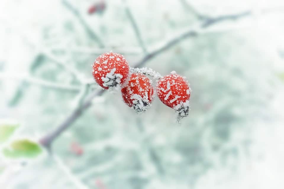 Januari: Aandacht voor je vijver en de snoeiplanten