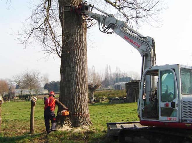 Bomen laten vellen