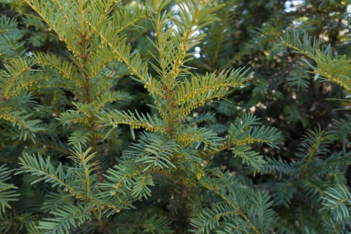 Taxushaag planten