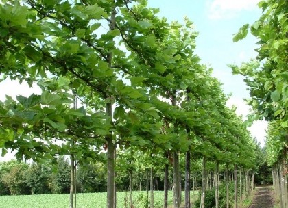 Leilinde: Plataan (Platanus acerifolia)