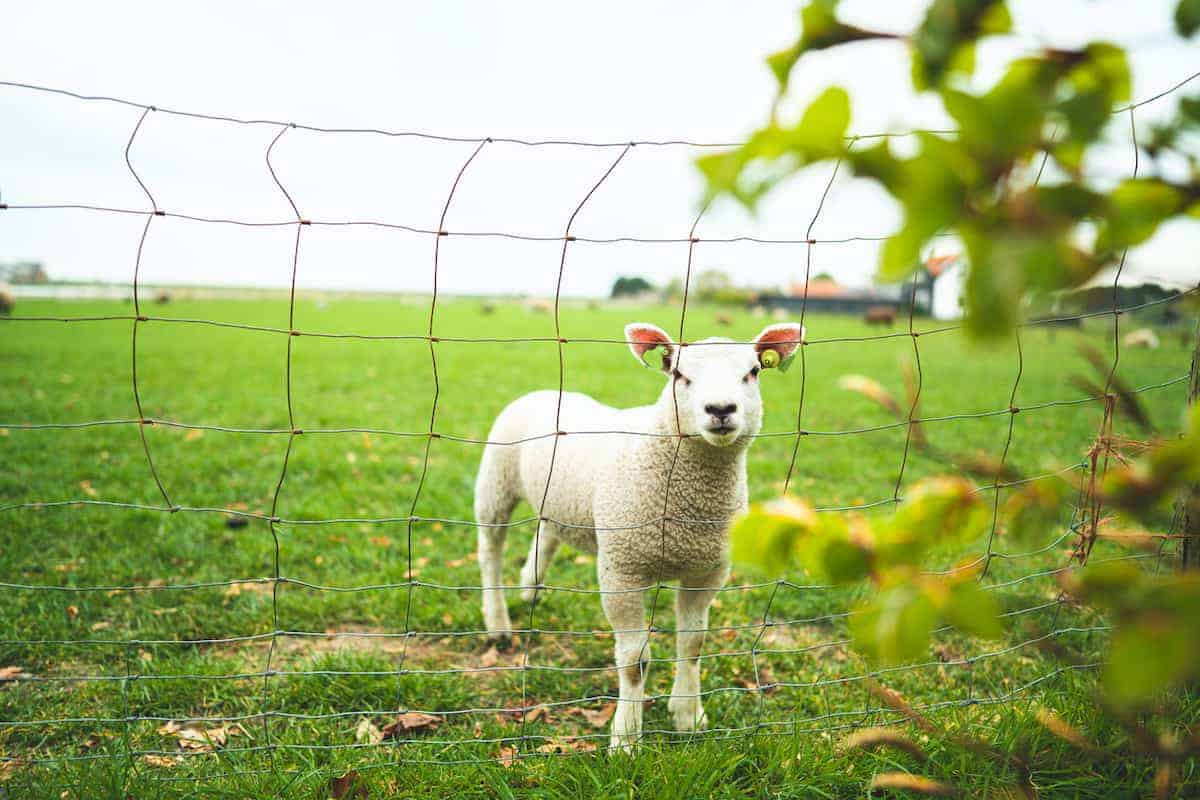 Weideafsluiting voor dieren